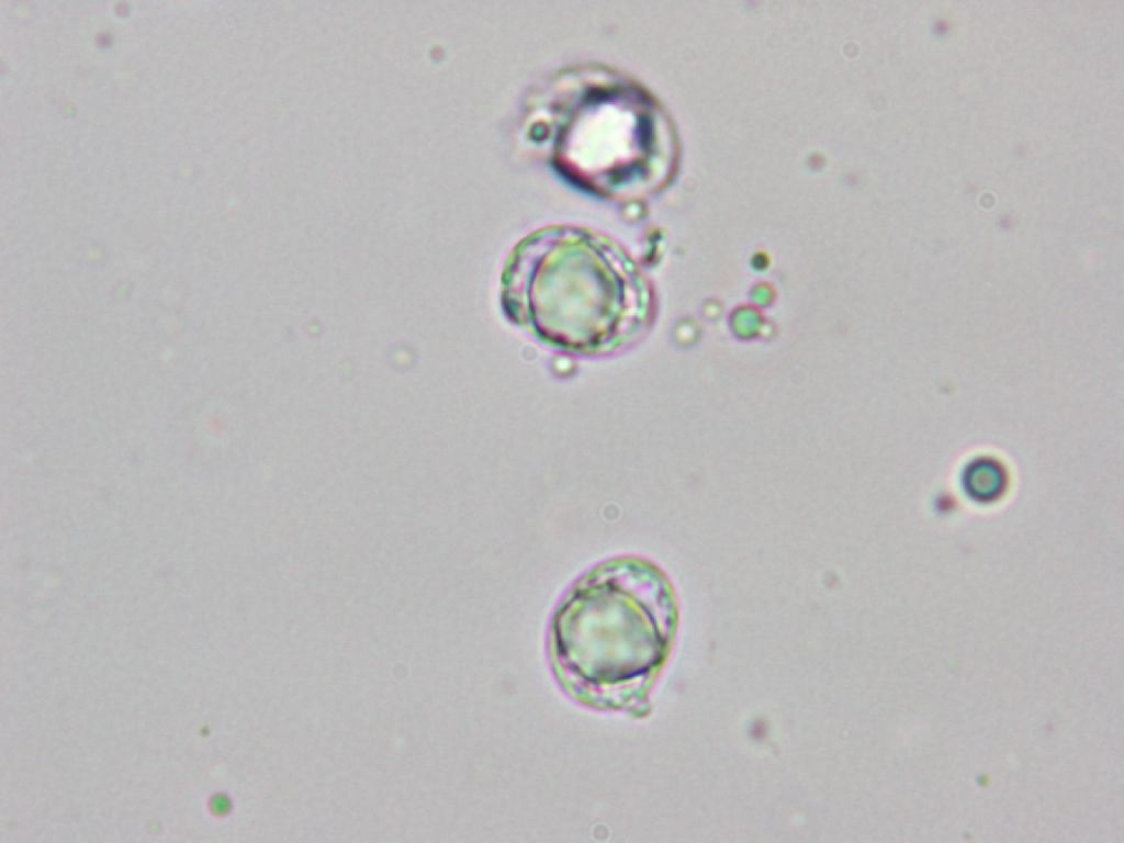 Indagine microscopica n2